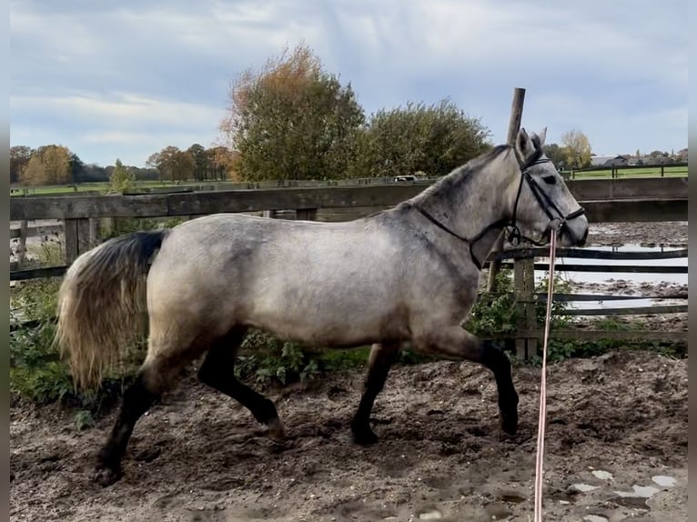 Connemara Gelding 3 years 15 hh Grey in Barneveld