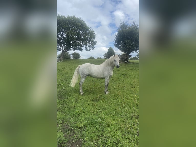 Connemara Gelding 4 years 13.2 hh Grey in Mayo