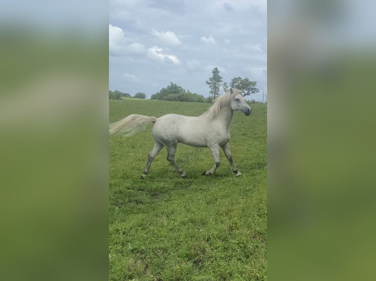 Connemara Gelding 4 years 13.2 hh Grey in Mayo