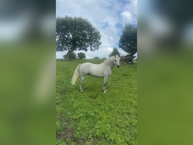 Connemara Gelding 4 years 13.2 hh Grey in Mayo