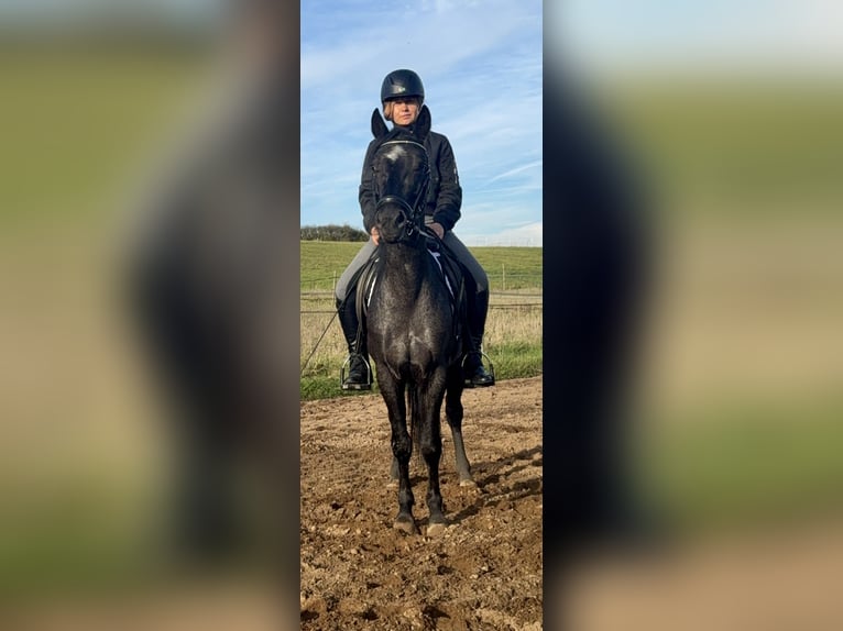 Connemara Gelding 4 years 13.2 hh Roan-Blue in Lisberg