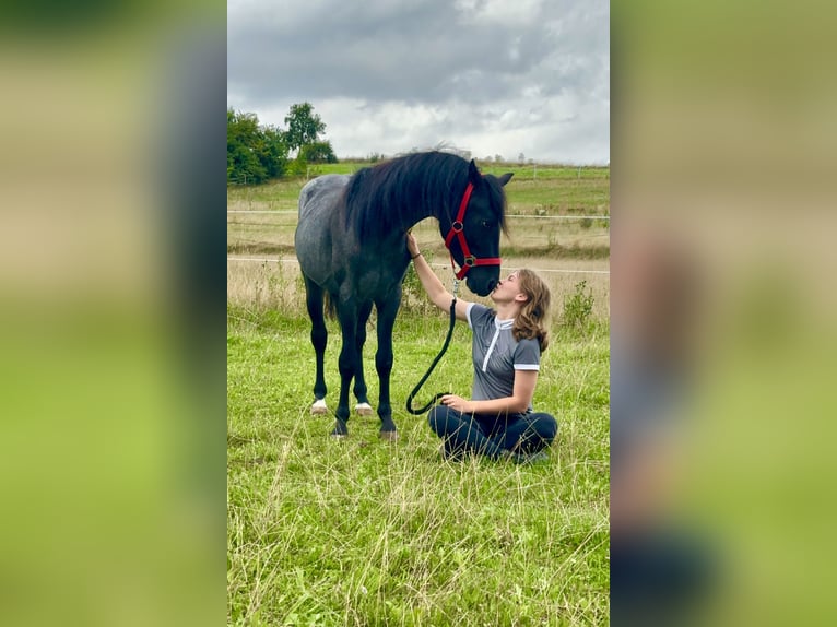 Connemara Gelding 4 years 13.2 hh Roan-Blue in Lisberg
