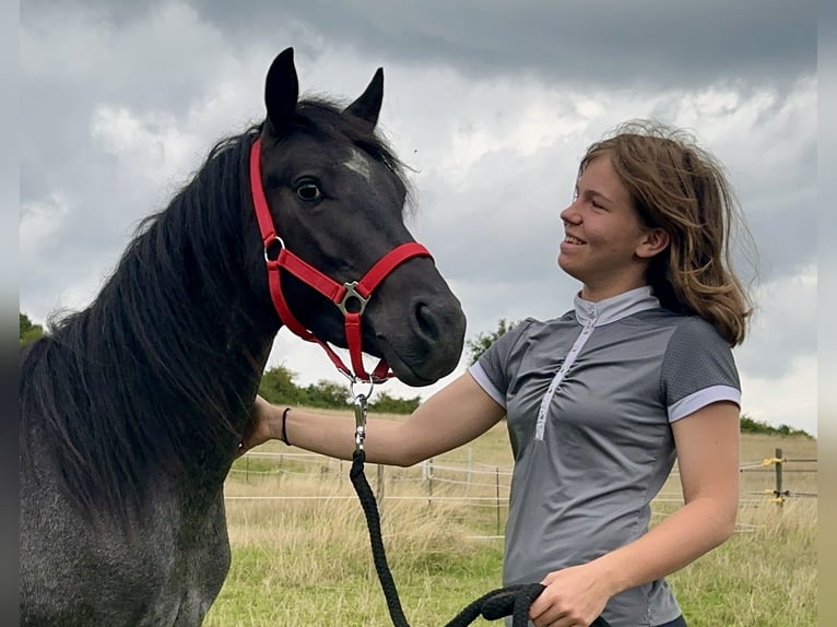 Connemara Gelding 4 years 13.2 hh Roan-Blue in Lisberg