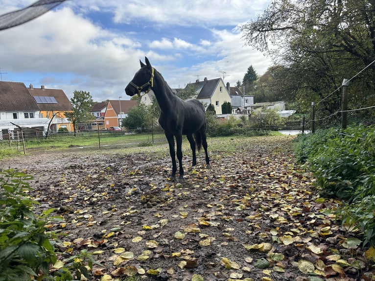 Connemara Gelding 4 years 13.2 hh Roan-Blue in Lisberg