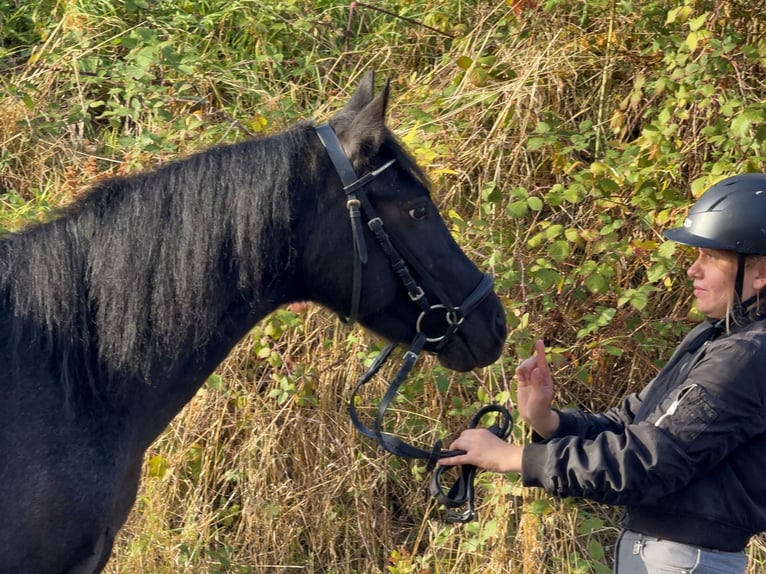 Connemara Gelding 4 years 13.2 hh Roan-Blue in Lisberg