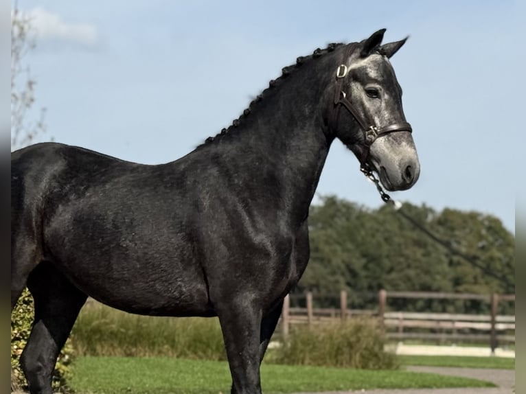 Connemara Gelding 4 years 13.3 hh Grey in Zieuwent