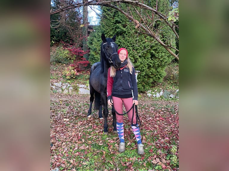 Connemara Gelding 4 years 13.3 hh Roan-Blue in Lisberg