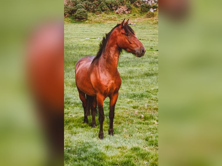 Connemara Gelding 4 years 13,2 hh Bay-Dark in Bantry