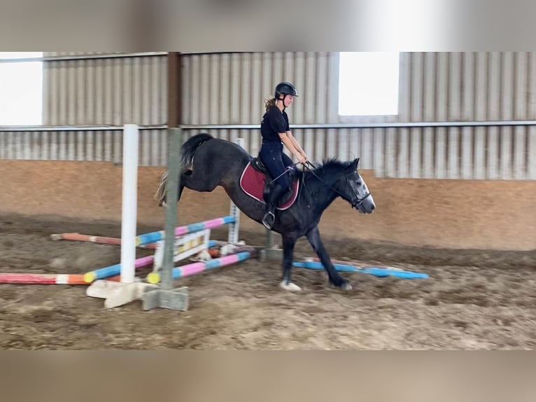 Connemara Gelding 4 years 13,2 hh Grey-Dark-Tan in Sligo