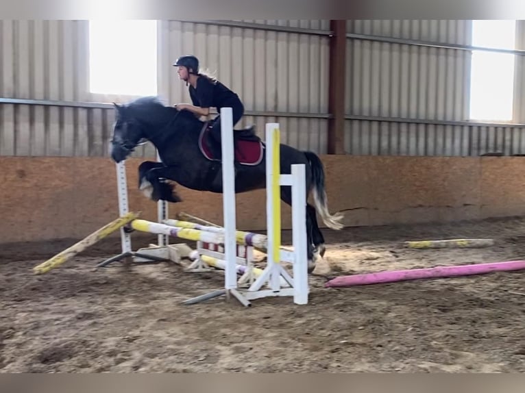 Connemara Gelding 4 years 13,2 hh Grey-Dark-Tan in Sligo