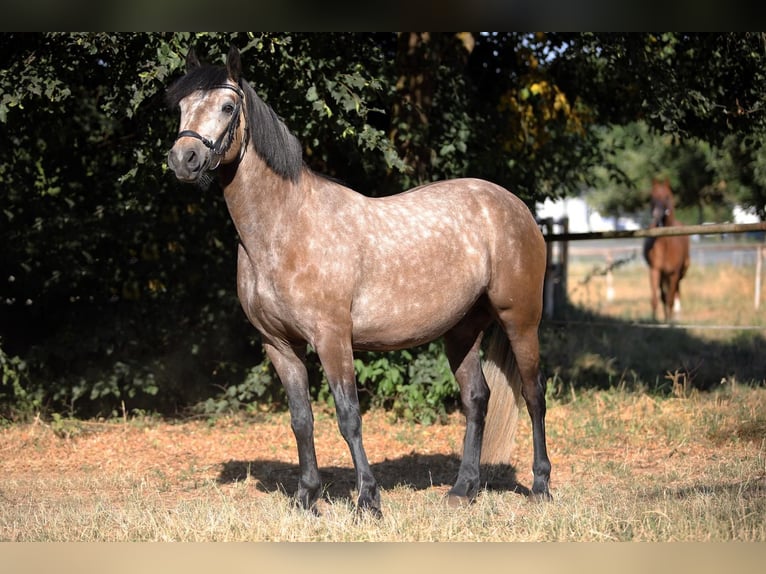 Connemara Gelding 4 years 14.1 hh Brown Falb mold in Altenstadt