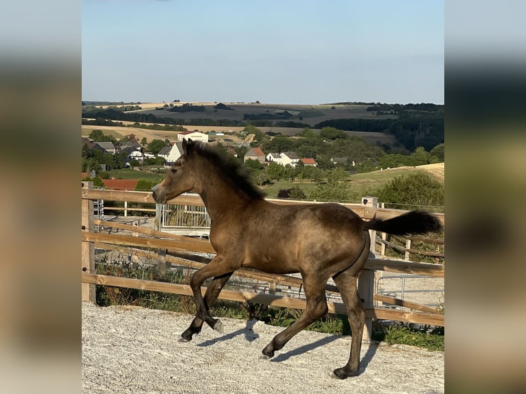 Connemara Gelding 4 years 14.1 hh Brown Falb mold in Altenstadt