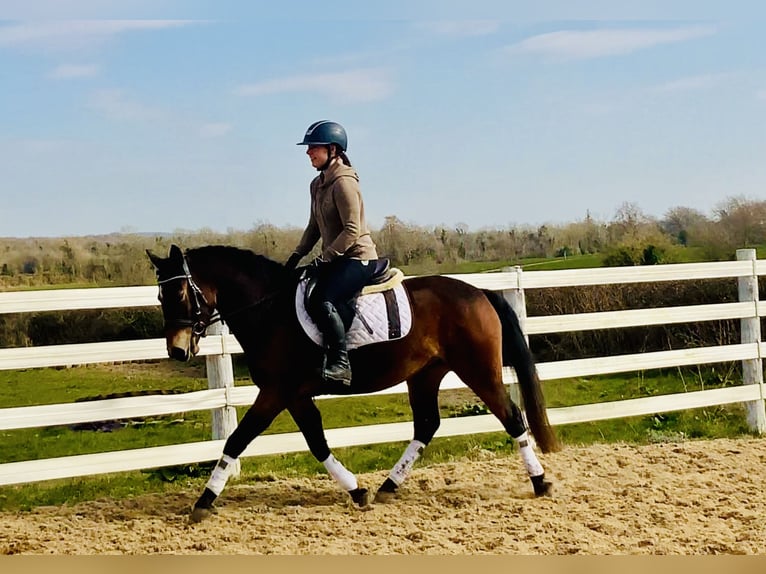 Connemara Gelding 4 years 14,1 hh Brown in Mountrath