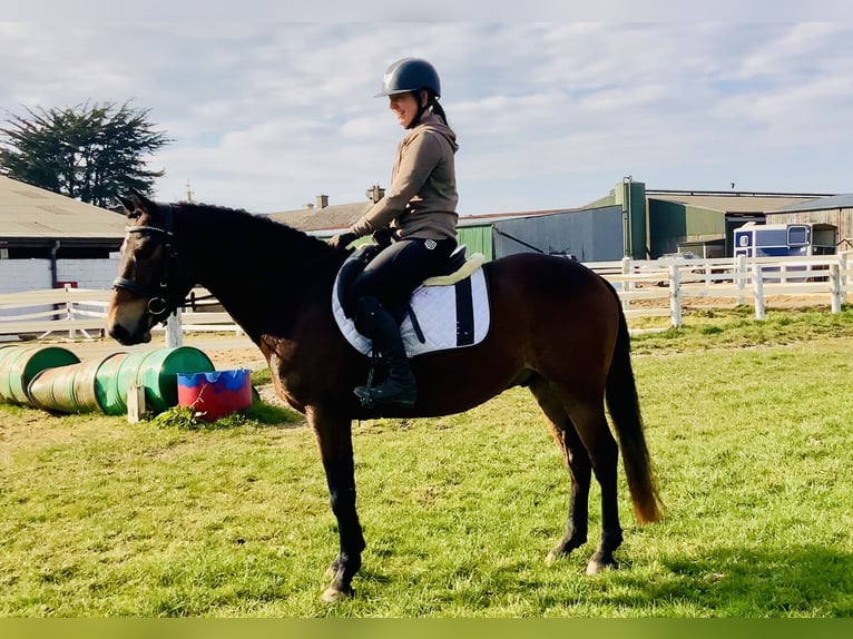 Connemara Gelding 4 years 14,1 hh Brown in Mountrath