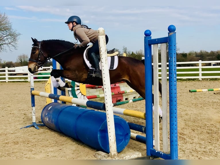 Connemara Gelding 4 years 14,1 hh Brown in Mountrath