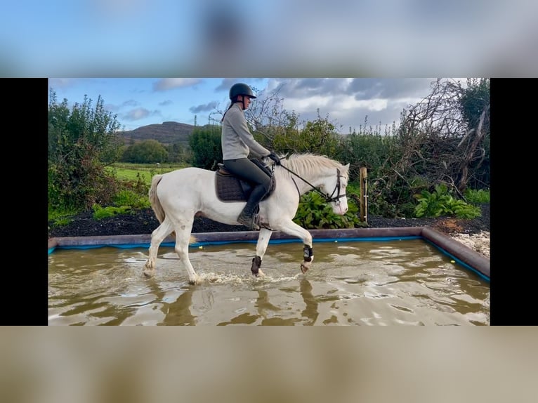 Connemara Gelding 4 years 14.1 hh Cremello in Trebbin