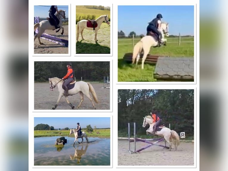 Connemara Gelding 4 years 14,1 hh Cremello in Liège