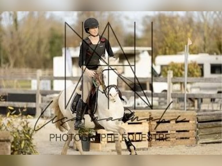 Connemara Gelding 4 years 14,1 hh Cremello in Liège