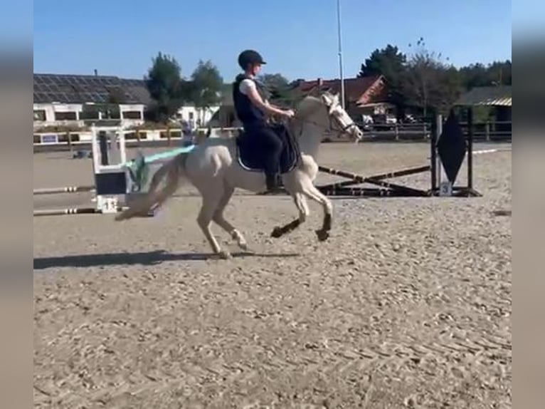 Connemara Gelding 4 years 14,1 hh Cremello in Liège