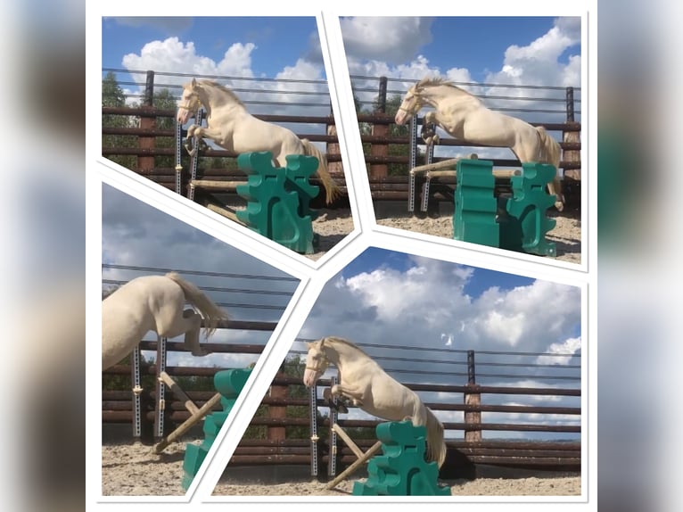 Connemara Gelding 4 years 14,1 hh Cremello in Liège