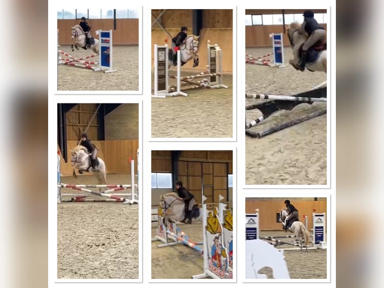 Connemara Gelding 4 years 14,1 hh Cremello in Liège