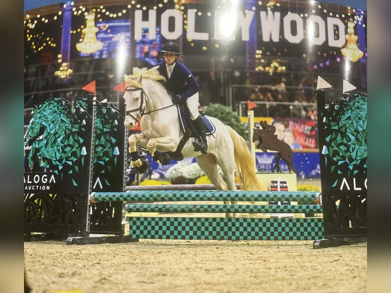 Connemara Gelding 4 years 14,1 hh Cremello in Liège