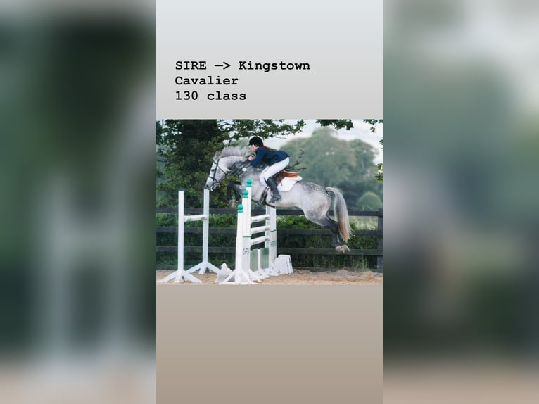 Connemara Gelding 4 years 14,1 hh Cremello in Liège