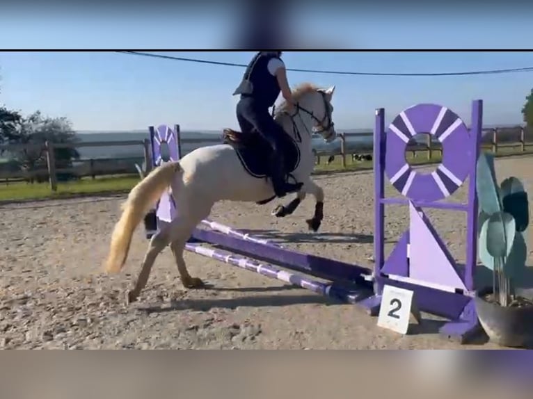 Connemara Gelding 4 years 14,1 hh Cremello in Liège