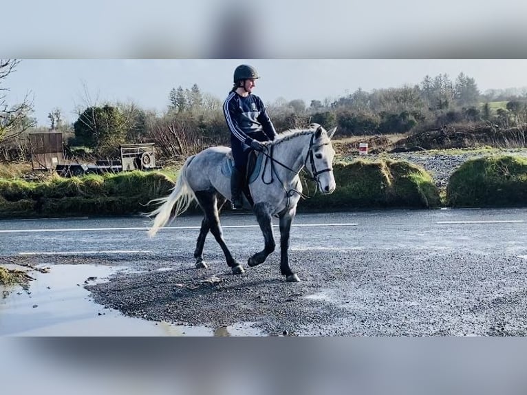 Connemara Gelding 4 years 14,1 hh Gray-Dapple in Sligo