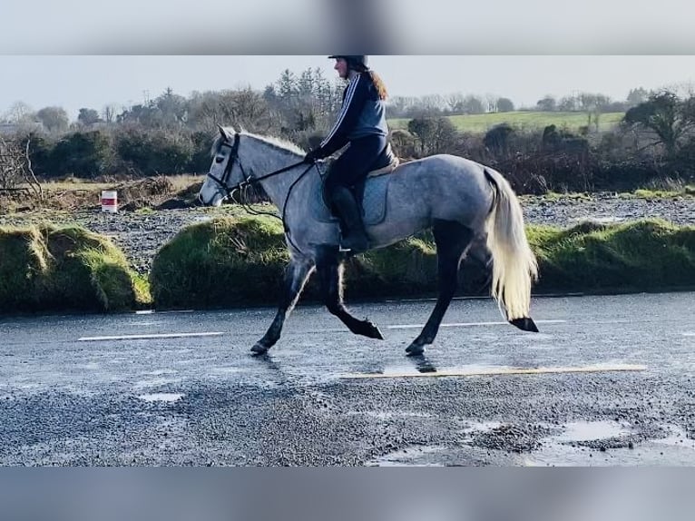 Connemara Gelding 4 years 14,1 hh Gray-Dapple in Sligo