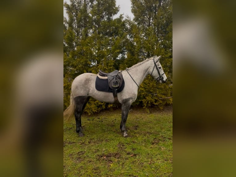 Connemara Gelding 4 years 14,1 hh Gray-Dapple in Sligo