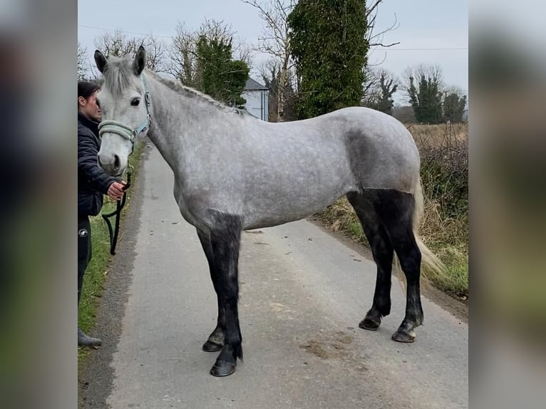 Connemara Gelding 4 years 14,1 hh Gray-Dapple in Sligo