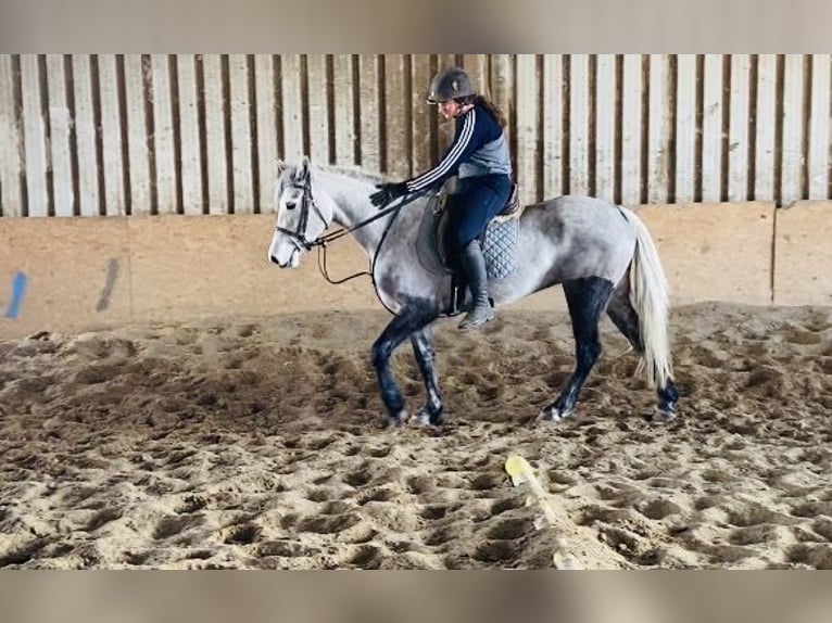 Connemara Gelding 4 years 14,1 hh Gray-Dapple in Sligo