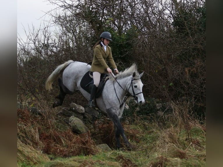 Connemara Gelding 4 years 14,1 hh Gray-Dapple in Sligo