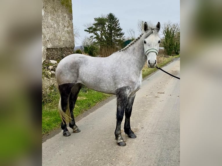 Connemara Gelding 4 years 14,1 hh Gray-Dapple in Sligo