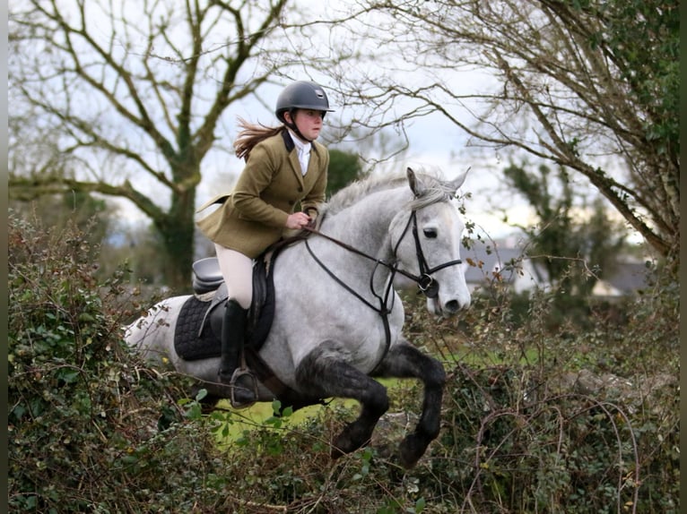 Connemara Gelding 4 years 14,1 hh Gray-Dapple in Sligo