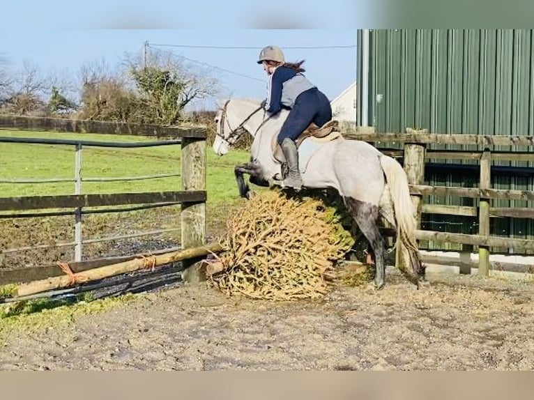 Connemara Gelding 4 years 14,1 hh Gray-Dapple in Sligo