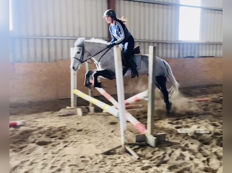 Connemara Gelding 4 years 14,1 hh Gray-Dapple in Sligo