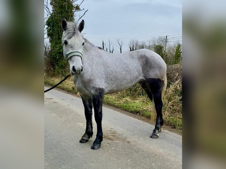 Connemara Gelding 4 years 14,1 hh Gray-Dapple in Sligo