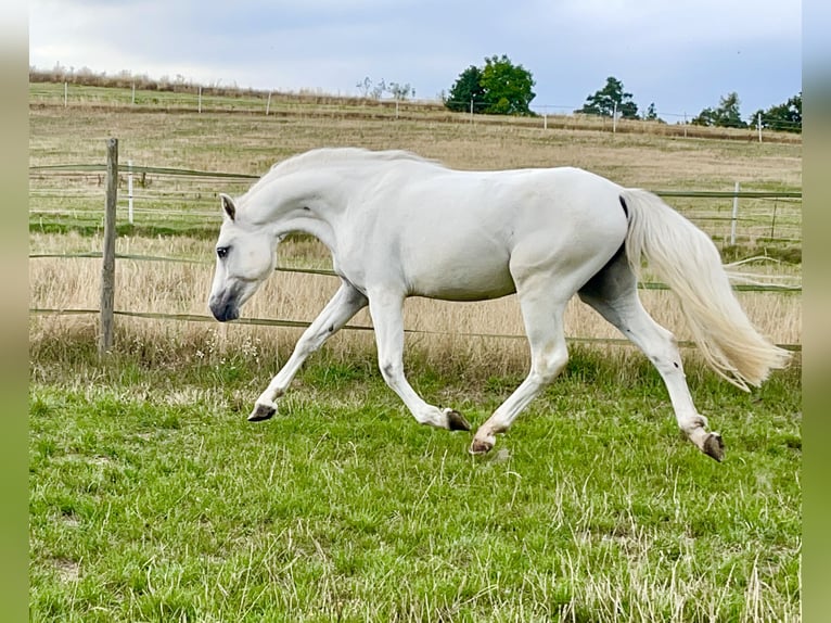 Connemara Gelding 4 years 14,1 hh Gray in Lisberg