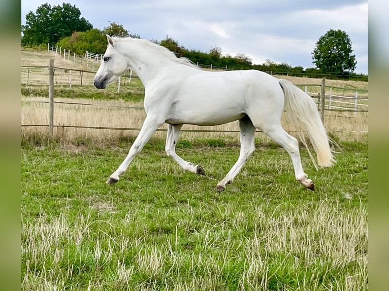 Connemara Gelding 4 years 14,1 hh Gray in Lisberg