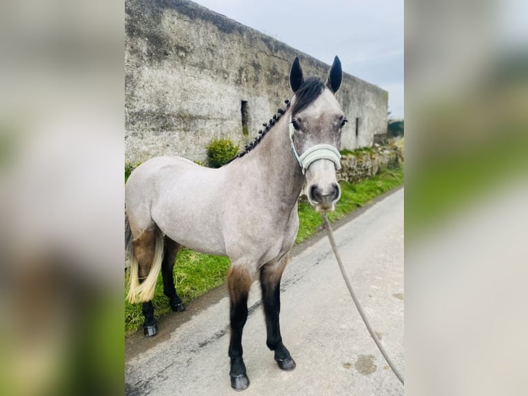 Connemara Gelding 4 years 14,1 hh Gray in Sligo