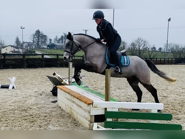 Connemara Gelding 4 years 14,1 hh Gray in Sligo