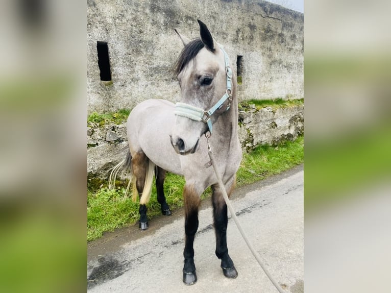 Connemara Gelding 4 years 14,1 hh Gray in Sligo