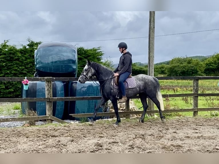 Connemara Gelding 4 years 14,1 hh Gray in Sligo