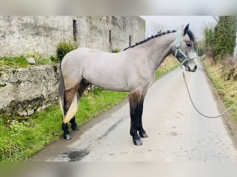 Connemara Gelding 4 years 14,1 hh Gray in Sligo