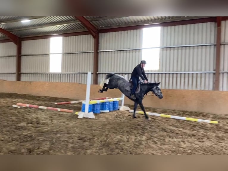 Connemara Gelding 4 years 14,1 hh Gray in Sligo