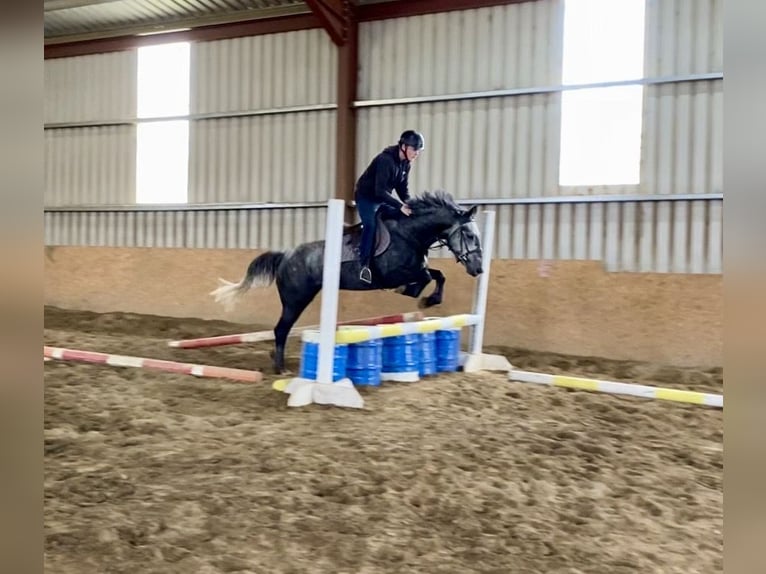 Connemara Gelding 4 years 14,1 hh Gray in Sligo