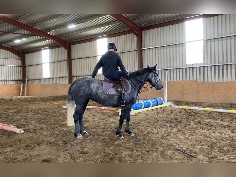 Connemara Gelding 4 years 14,1 hh Gray in Sligo