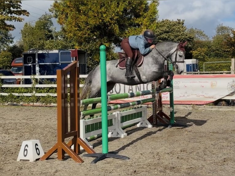 Connemara Gelding 4 years 14.1 hh Grey-Dapple in Mountrath, Co. Laois